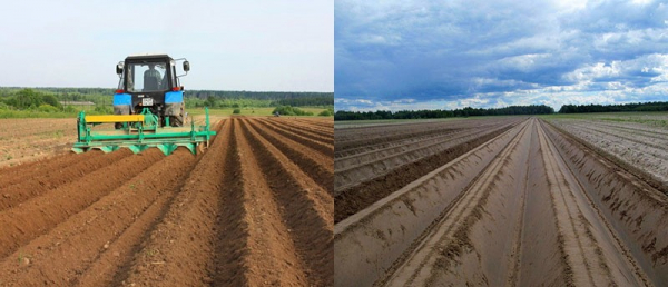 В чем секрет популярности голландской технологии выращивания картофеля
